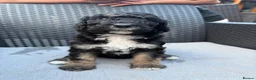 Labradoodle dogs for sale: Beautiful unique phantom/parti labradoodles - Advert 5
