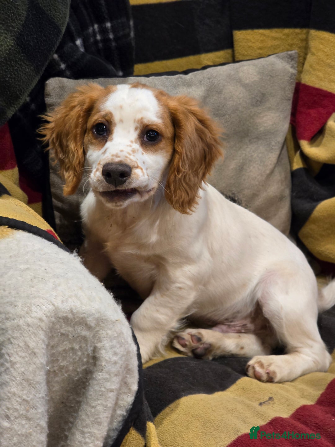 Sprocker dogs for sale: Hendrix the male sprocker available. - Image 6