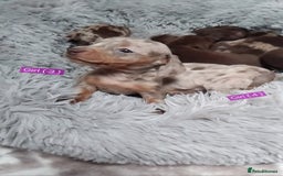 Miniature Dachshund dogs for sale: KC, PRA, STUNNING LITTER MIN,DASH😍 - Image 10