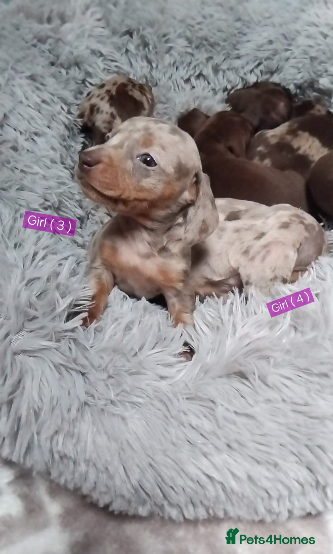 Miniature Dachshund dogs for sale: KC, PRA, STUNNING LITTER MIN,DASH😍 - Image 10