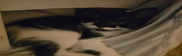 Mixed Breed cats for sale: 1/4 Maine coon kittens in Wolverhampton - Advert 9
