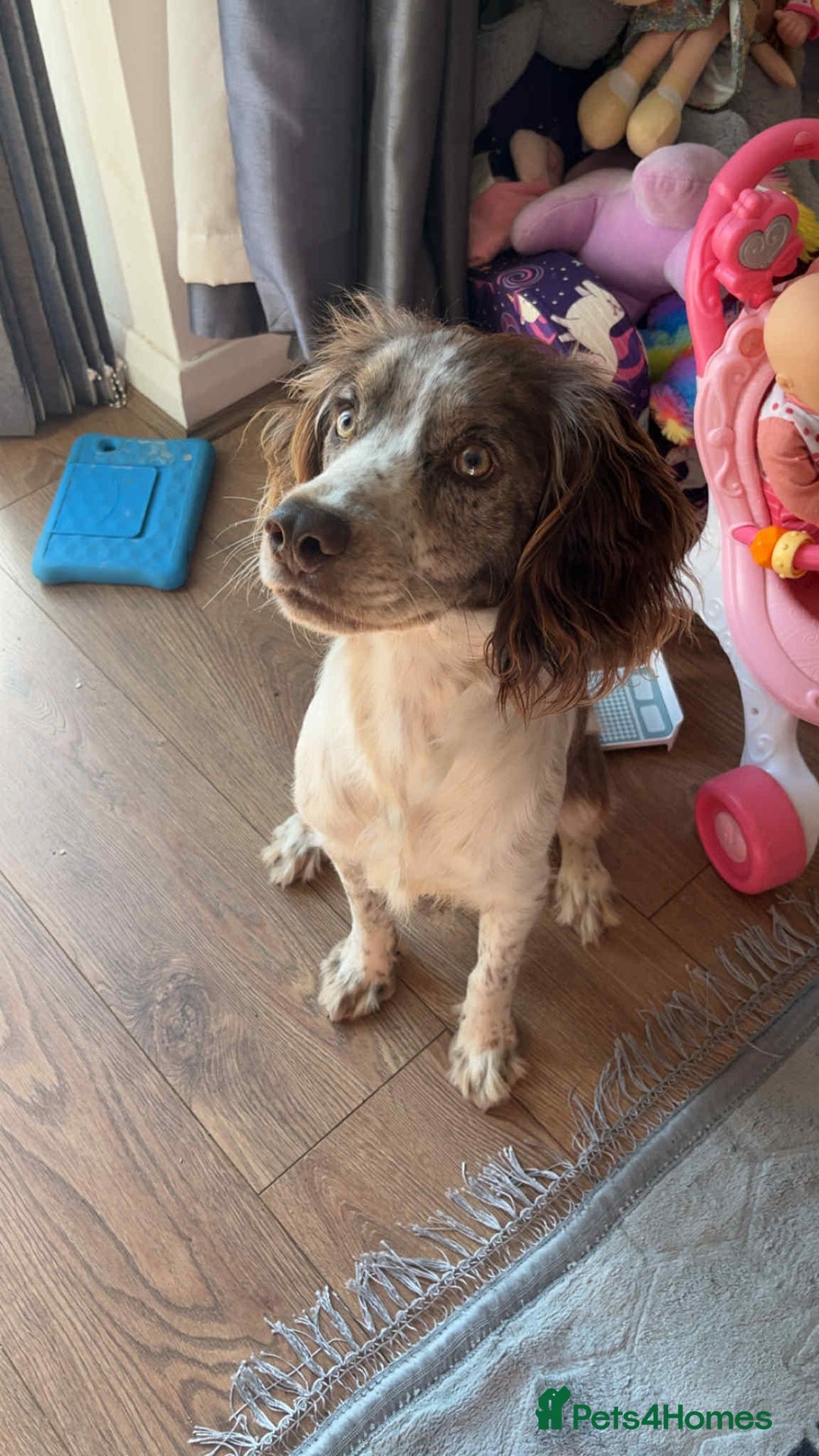 English Springer Spaniel dogs for sale: Buddy - Image 1