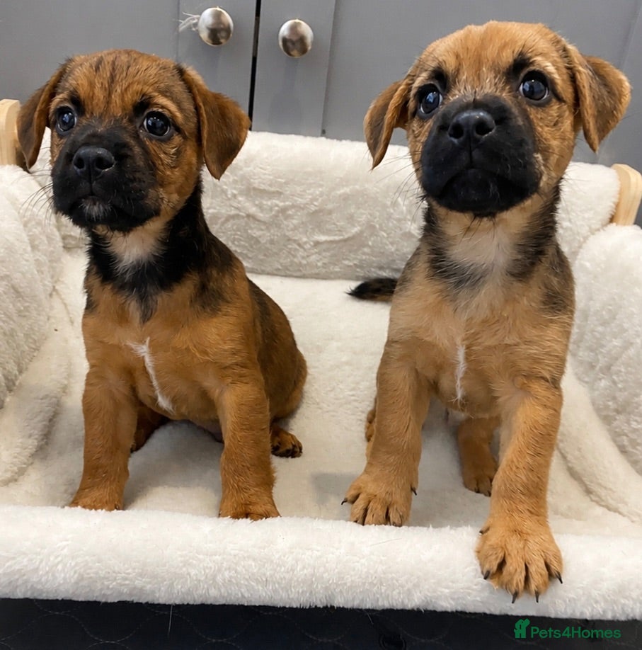 Mixed Breed dogs male Border/Cairn Terriers - Advert 4