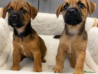 Mixed Breed dogs male Border/Cairn Terriers - Advert 4