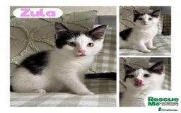 Mixed Breed cats for adoption: Zula - shy but sweet girl - Image 1