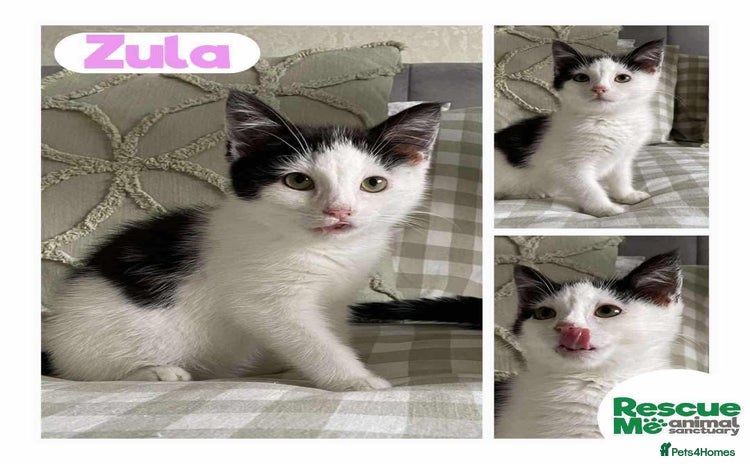 Mixed Breed cats - Advert 1