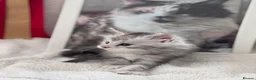 Maine Coon cats for sale: Gorgeous Pedigree Maine Coon Kittens GrCh Parents - Advert 4