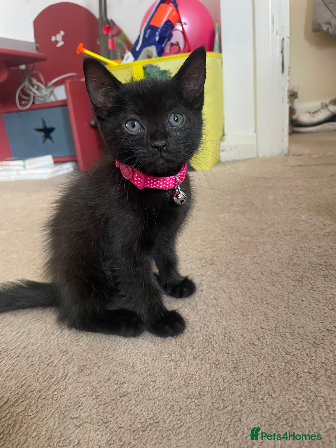 Mixed Breed cats for sale: 2 female kittens 1 male kitten for sale  - Image 2