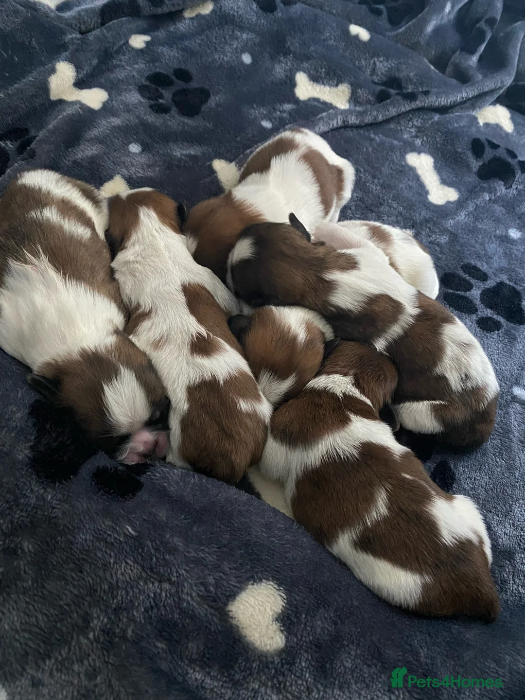 Shih Tzu dogs for stud: Shih tzu for stud in Newcastle upon Tyne - Advert 7