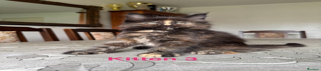 Maine Coon Kitten 3