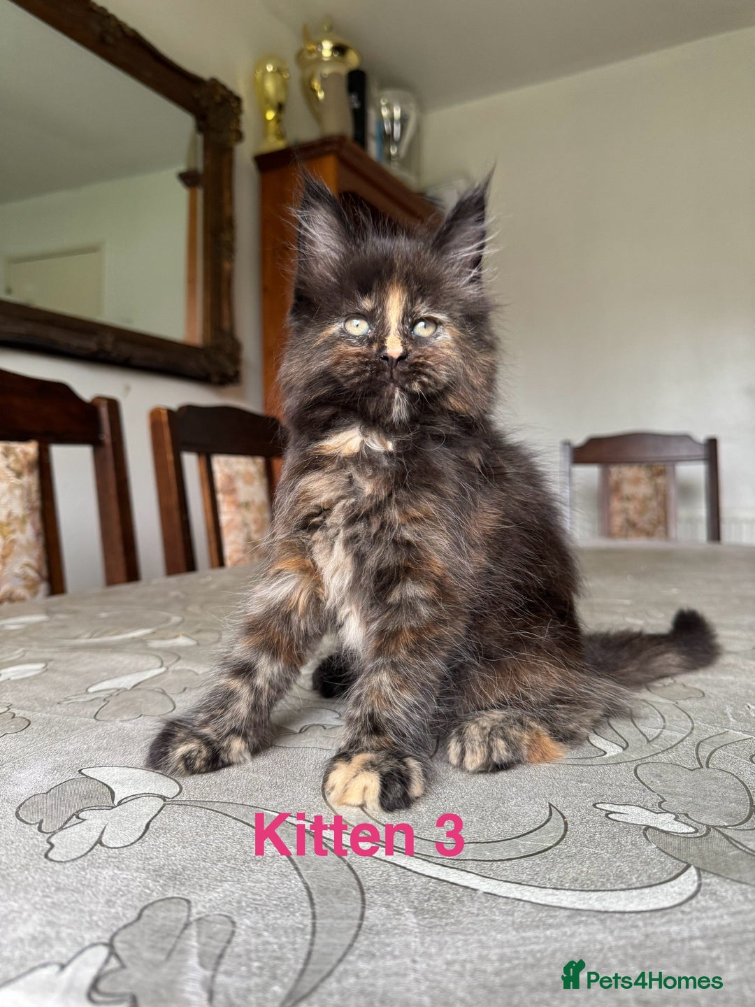 Maine Coon cats for sale: LARGE MAINE COON KITTENS - Image 6