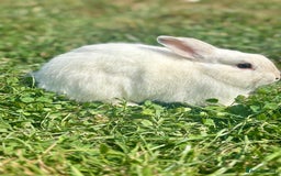 Netherland Dwarf rabbits for sale: A beautiful white Netherland Dwarf - Image 4