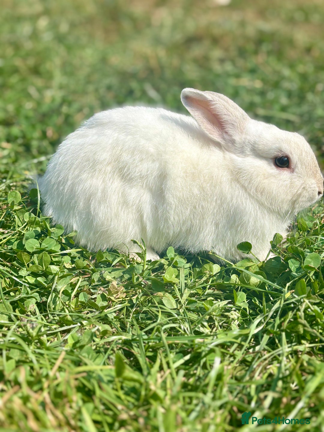 Netherland Dwarf rabbits for sale: A beautiful white Netherland Dwarf - Image 4