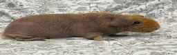 Guinea Pig rodents for sale: Skinny pig, werewolf and Baldwin youngsters/babies - Advert 9