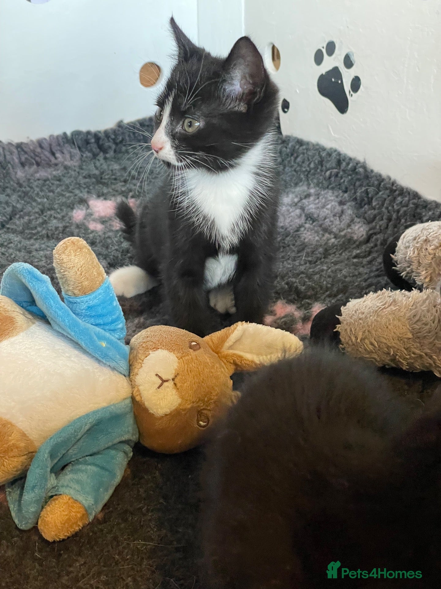 Mixed Breed cats Beautiful Russian blue British shorthair cross  - Advert 1