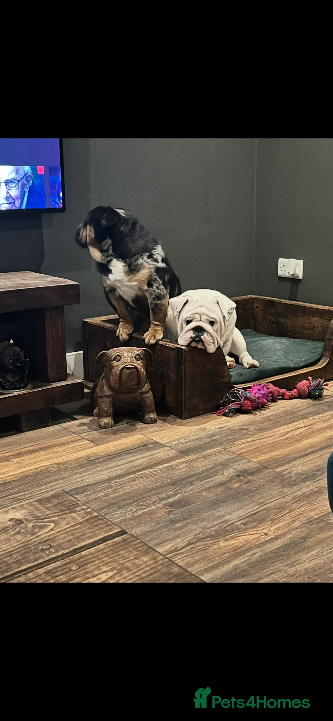 English Bulldog dogs for sale:  English Bulldogs for sale £1000 each  - Advert 6