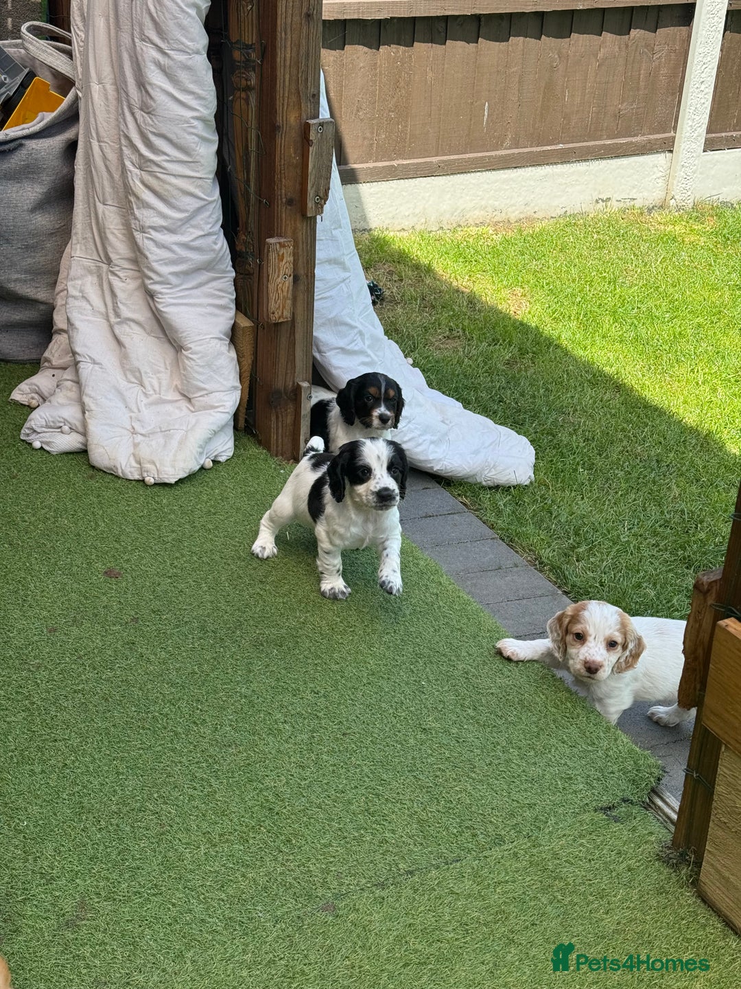 Cocker Spaniel dogs for sale: Working cocker spaniel puppies in Craven Arms - Image 8
