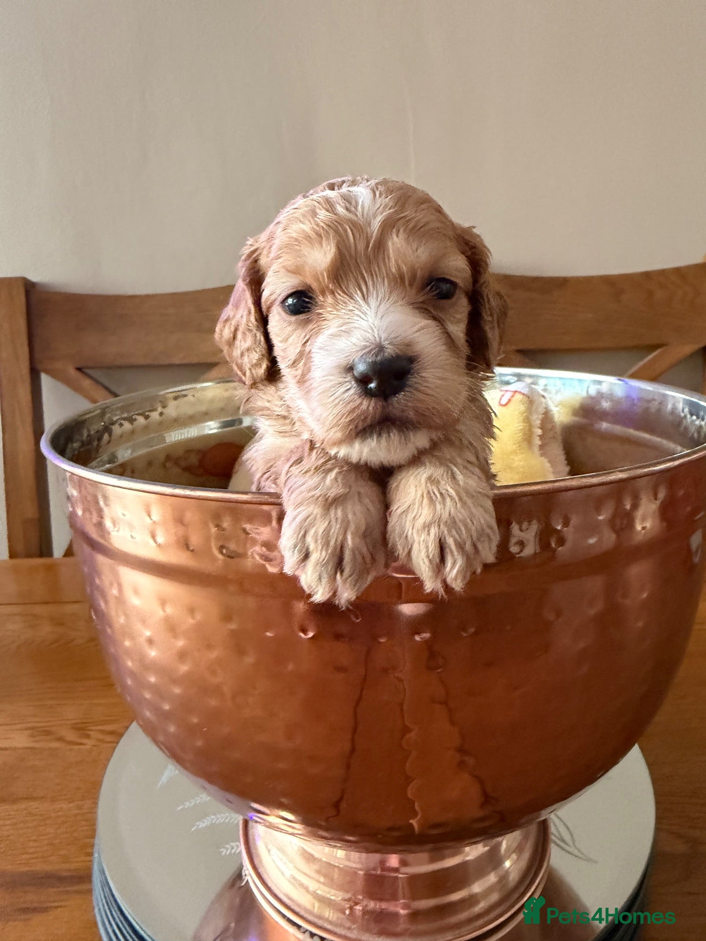 Cockapoo dogs 10 beautiful miniature cockapoo’s  - Advert 2