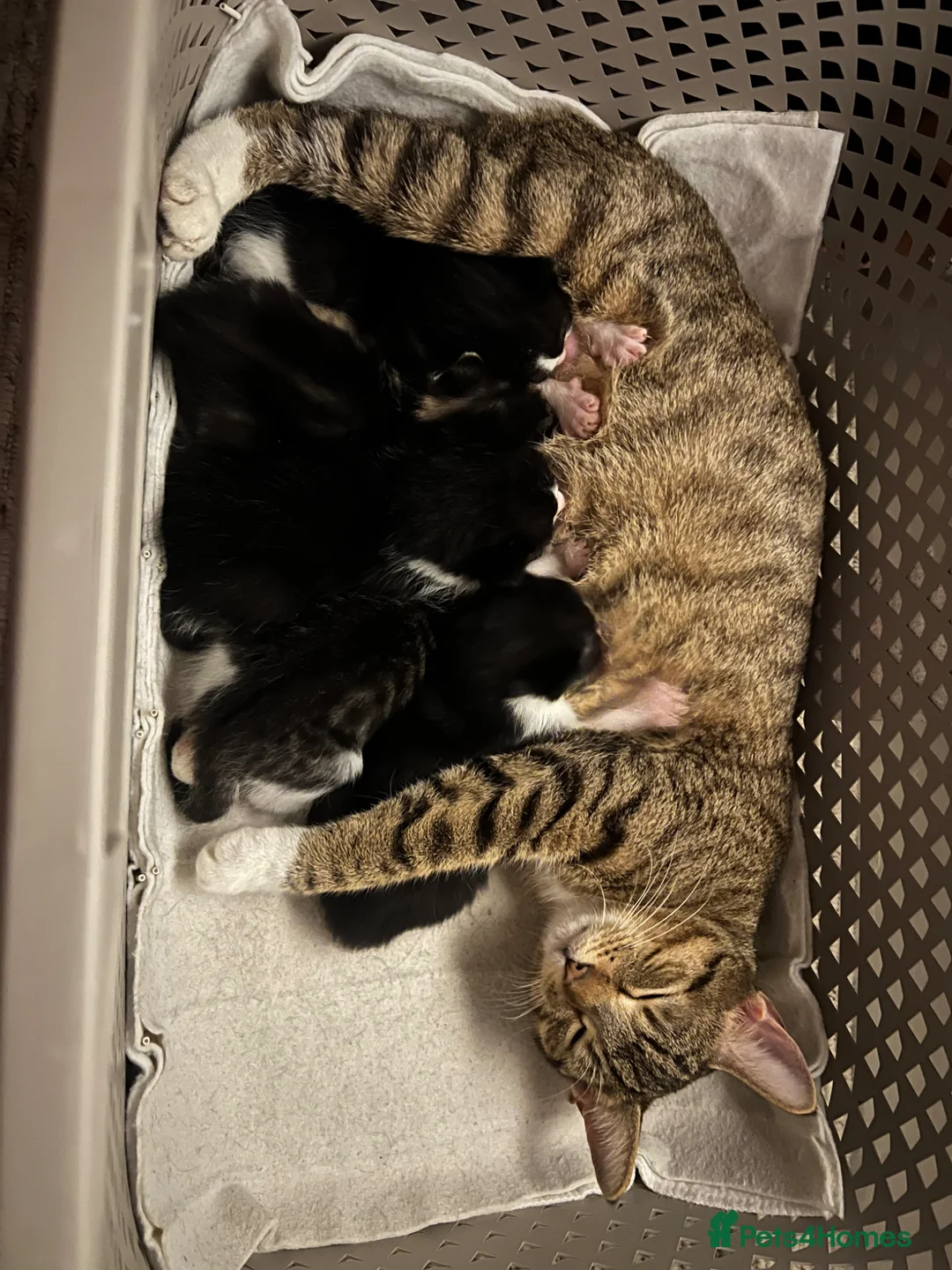 Mixed Breed cats for sale: 2 beautiful kittens - Advert 7