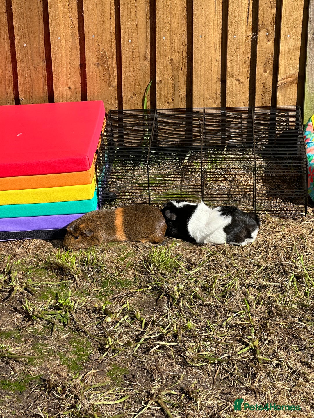 Guinea Pig rodents for sale: Female guinea pig pair (must stay together) - Image 8