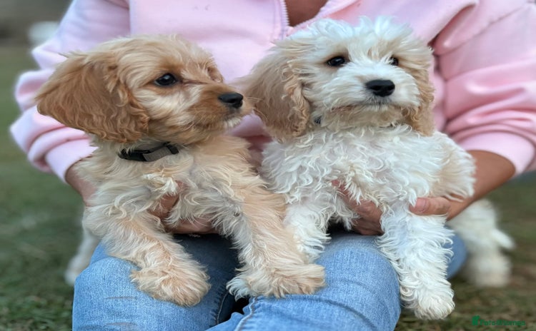 Cavapoo dogs - Advert 10