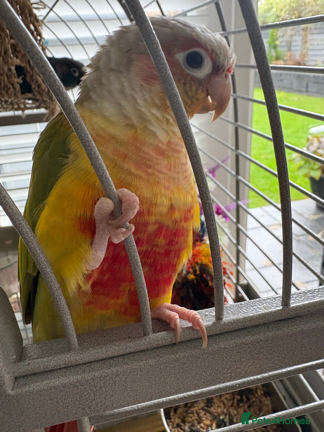 Conures birds for sale: Male pineapple conure - Advert 1