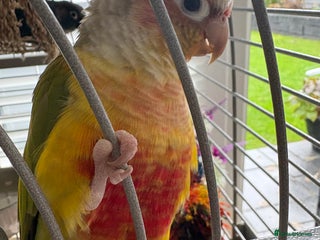 Conures birds Male pineapple conure - Advert 1