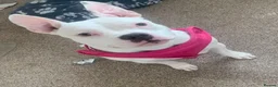 Mixed Breed dogs for sale: Pocket cross staffy in Cannock - Advert 3