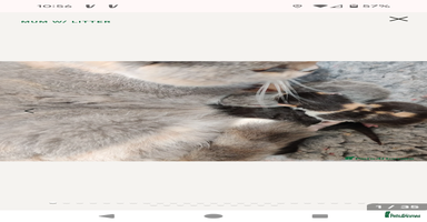 British Shorthair cats - Advert 10