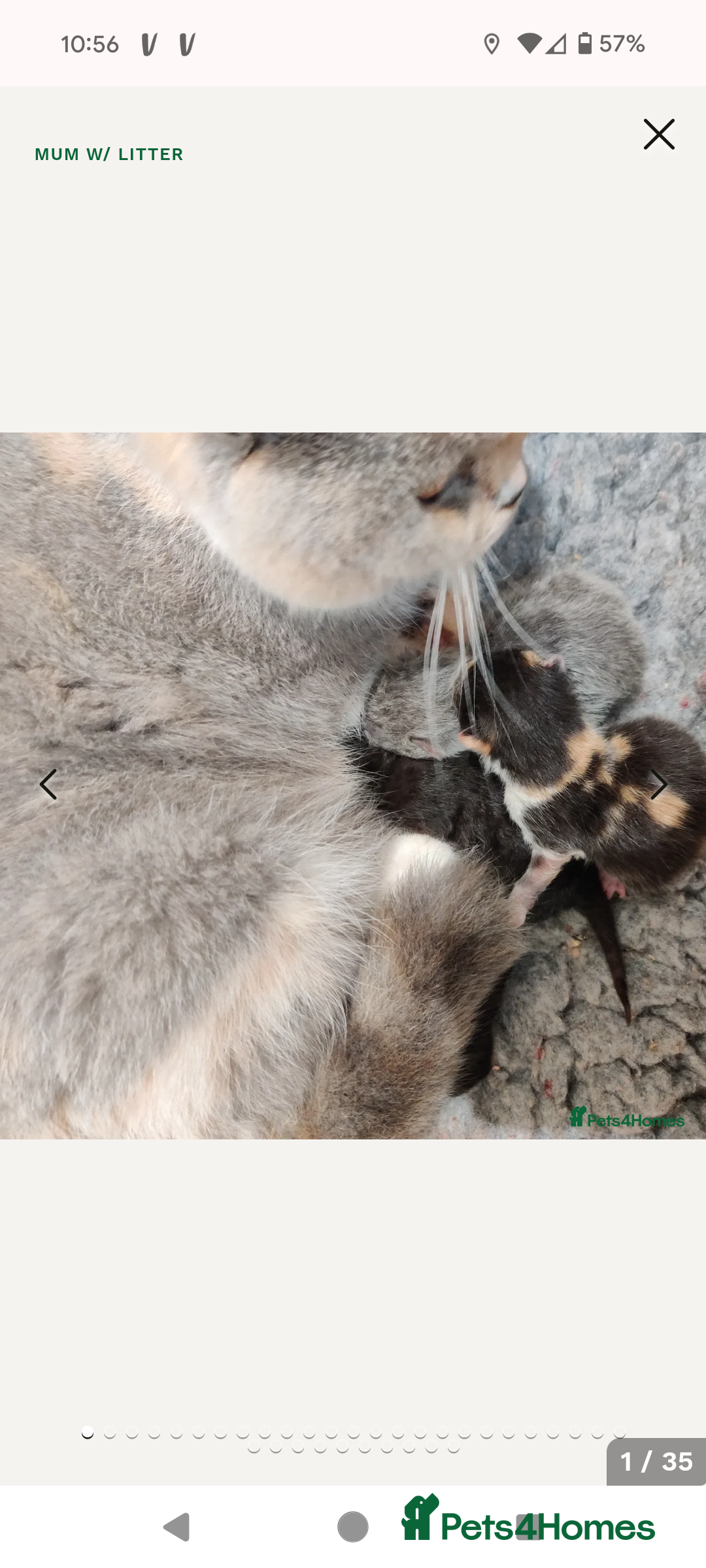 British Shorthair cats for sale: Amazing loving British shorthair kittens  - Image 9