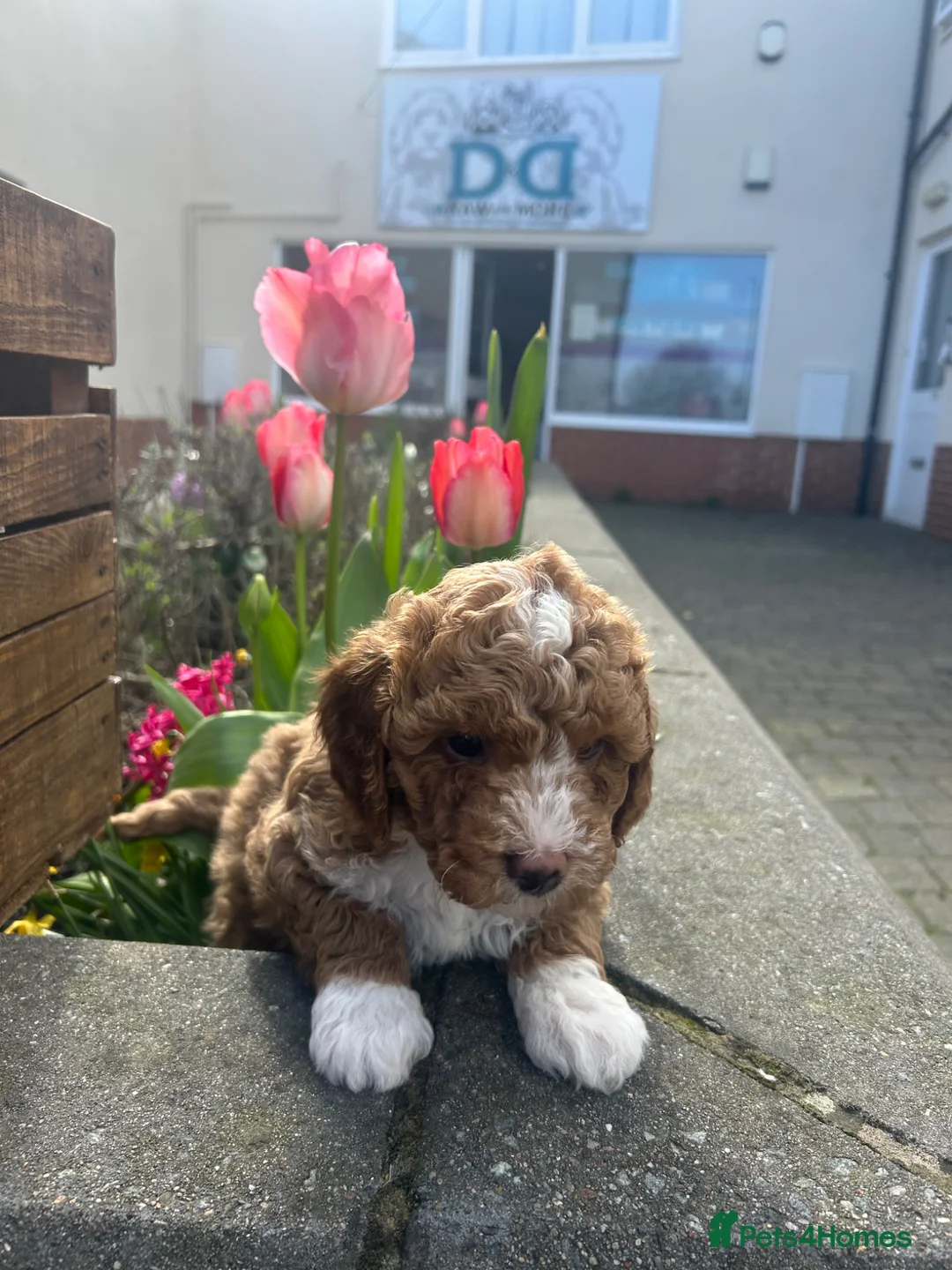 Poochon dogs for sale: Adorable Poochon puppies  - Advert 1