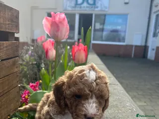 Poochon dogs Adorable Poochon puppies - Advert 15