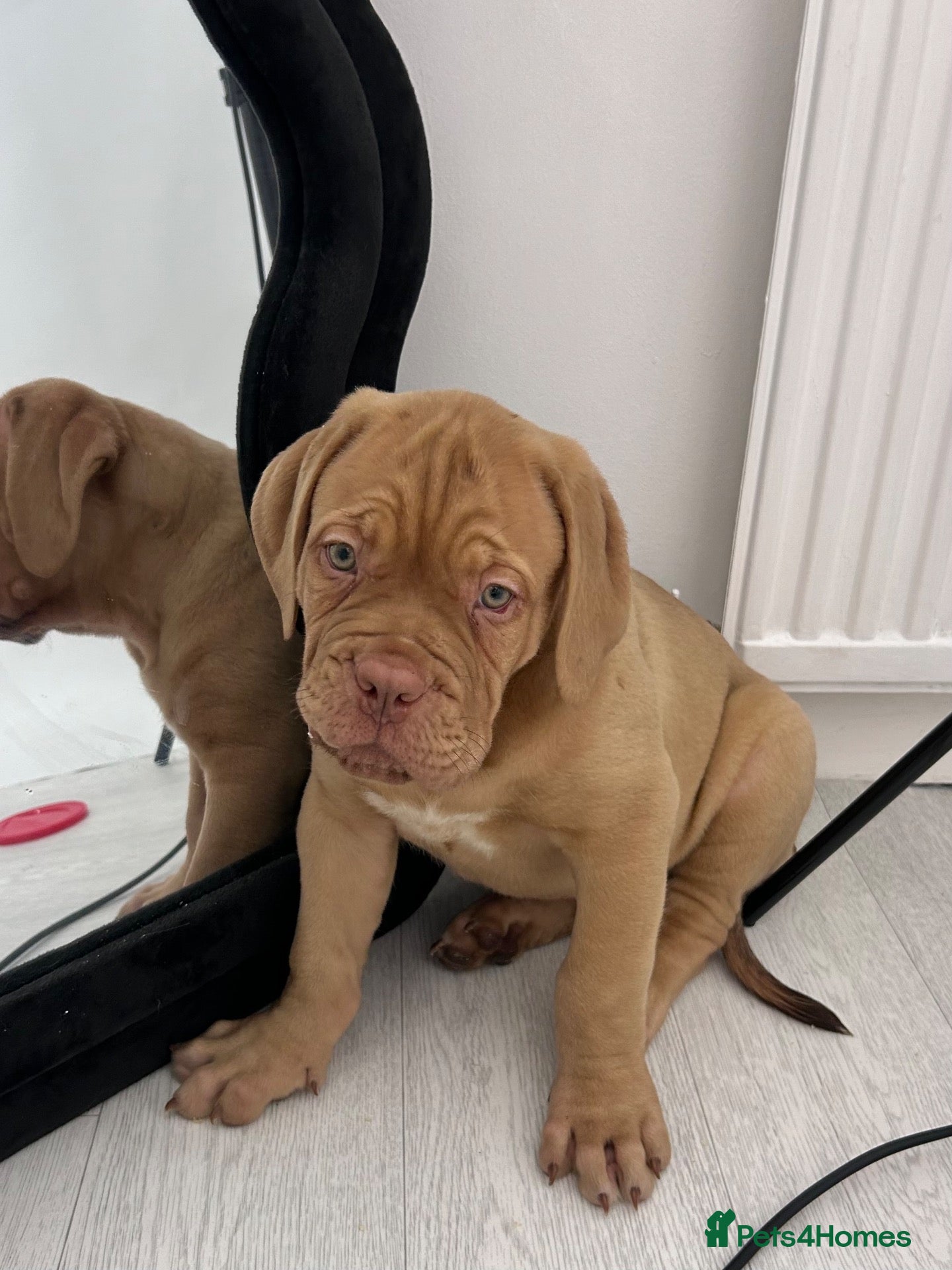 Dogue De Bordeaux dogs Dogue de Bordeaux Male Puppy - Advert 5