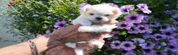 Maltese dogs for sale: Exceptional KC reg small Maltese  - Advert 5