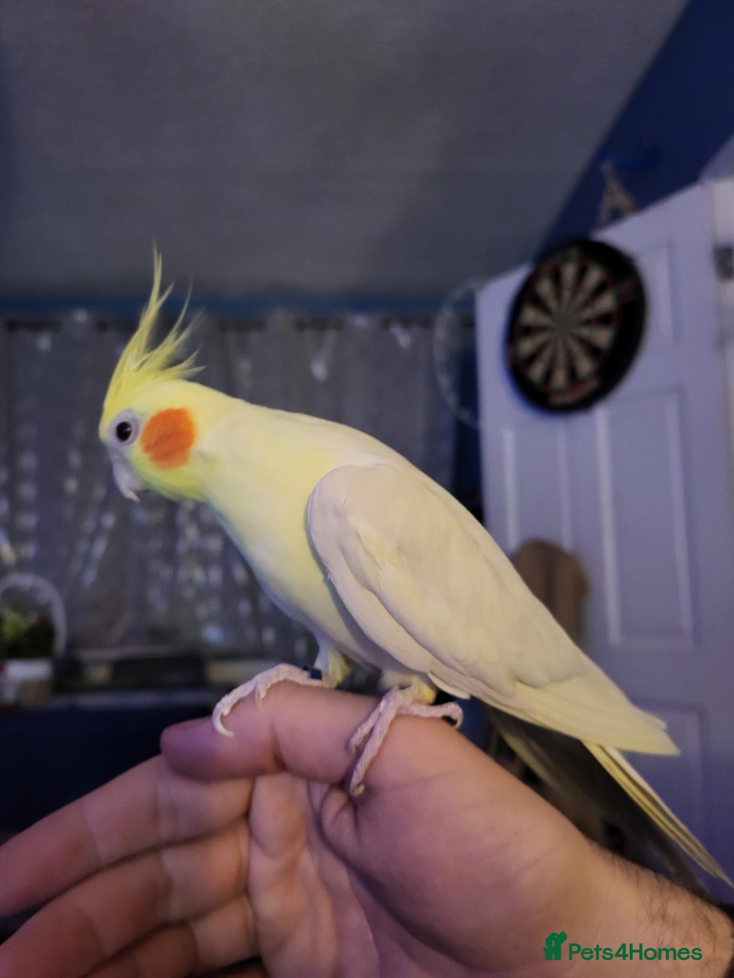 Cockatiels birds 2 year old male cockatiel - Advert 3