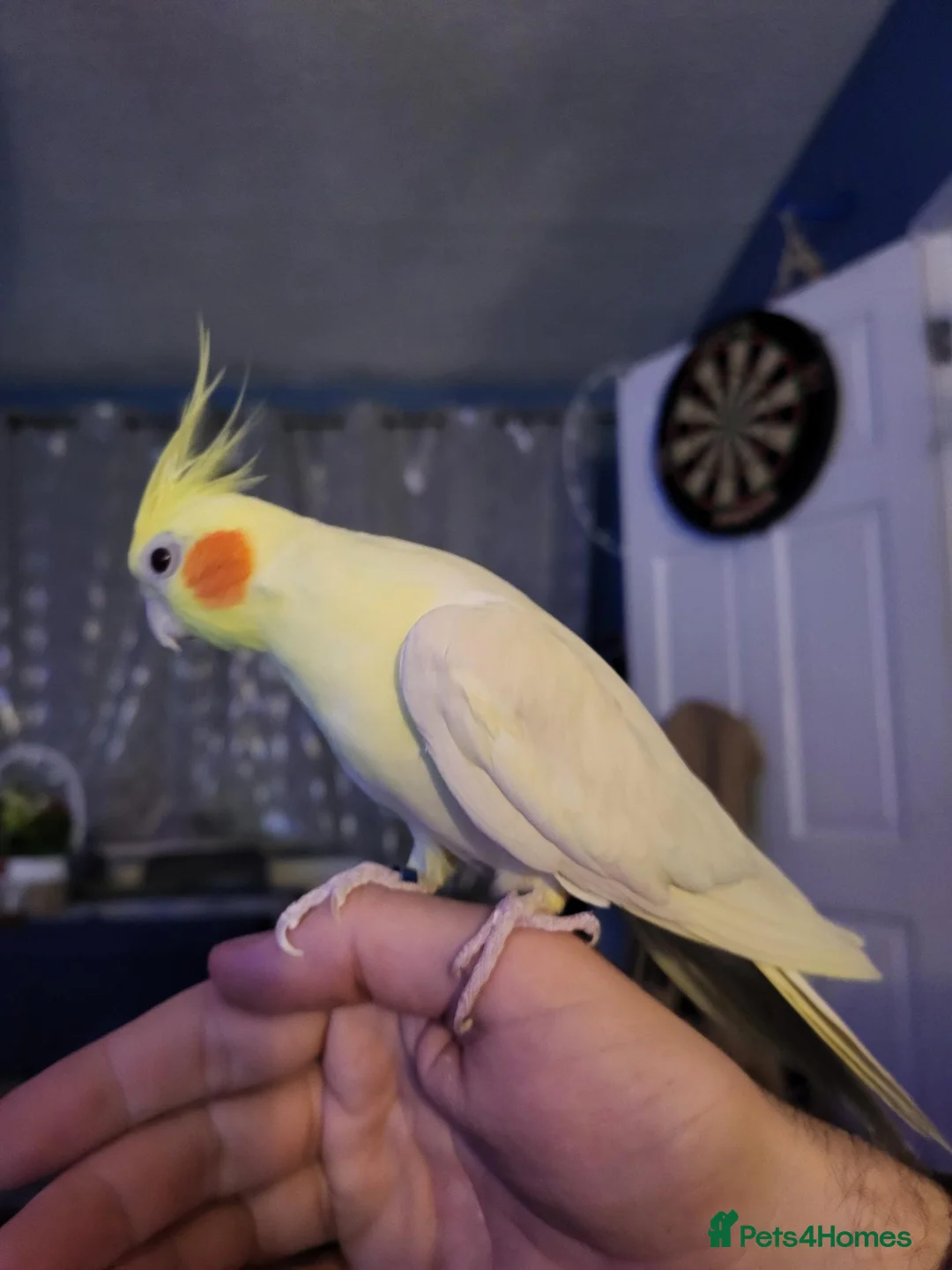 Cockatiels birds for sale: 2 year old male cockatiel in Faversham - Advert 1