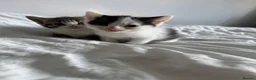 Mixed Breed cats for sale: 4 beautiful Kittens ready too go in 2 weeks  - Advert 5