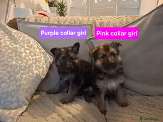 German Shepherd dogs **2 GIRLS LEFT**...German shepherd pups - Advert 12