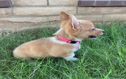 Welsh Corgi Pembroke dogs for sale: Forever loving pembroke corgi  - Image 2