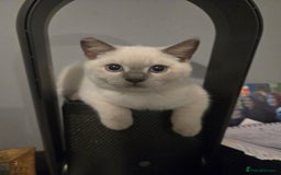 British Shorthair cats for sale: 1 FEMALE LEFT BRITISH SHORTHAIR KITTENS  - Image 7