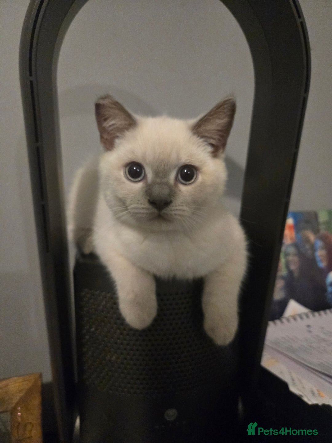 British Shorthair cats for sale: 1 FEMALE LEFT BRITISH SHORTHAIR KITTENS  - Image 7