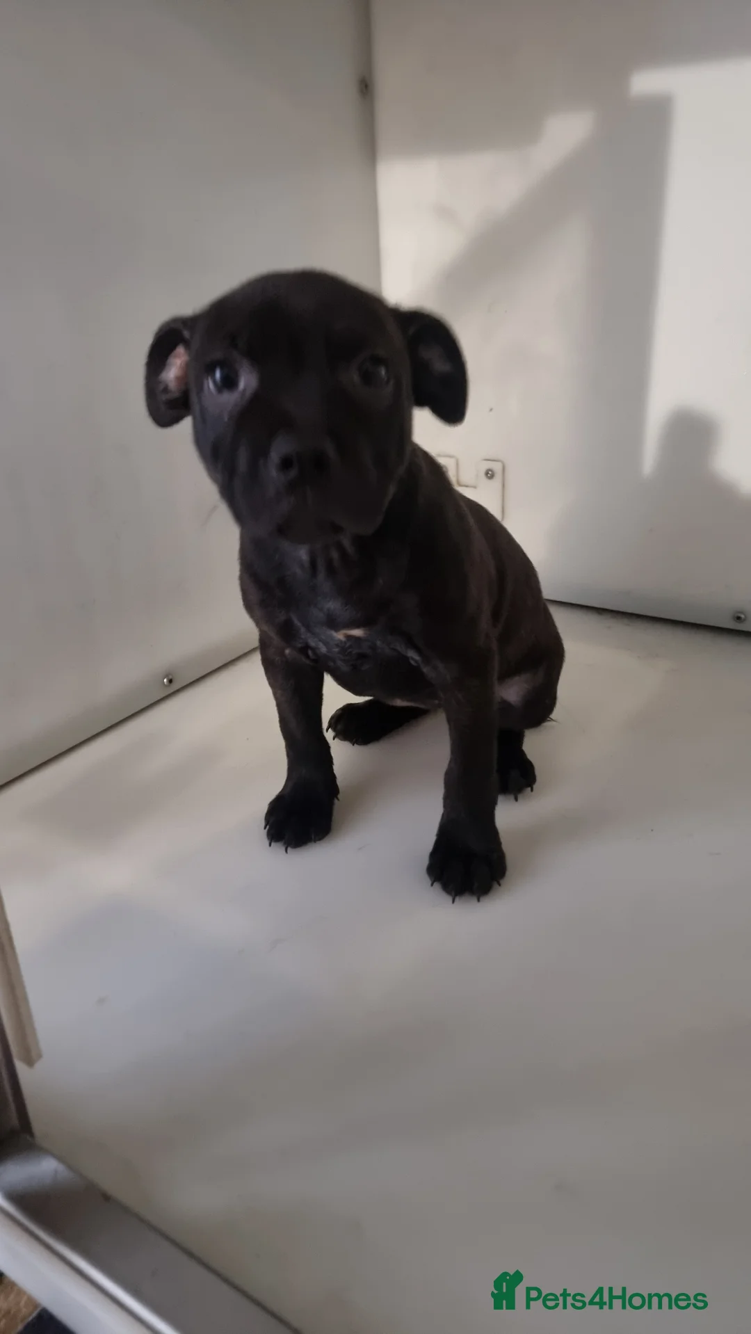 Staffordshire Bull Terrier dogs for sale: Last remaining kc reg  female - Advert 2