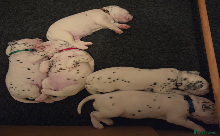 Dalmatian dogs - Advert 1