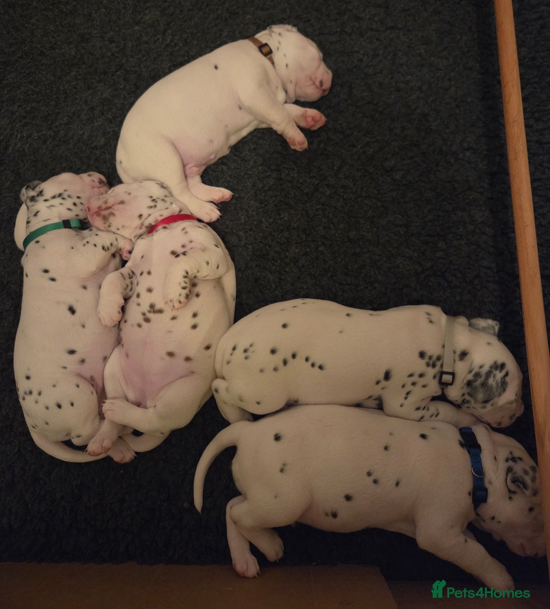 Dalmatian dogs for sale: Beautiful Dalmatian Puppies - Image 1