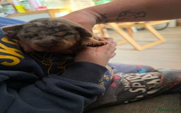 Dachshund dogs for sale: 2 beautiful girls - Image 4