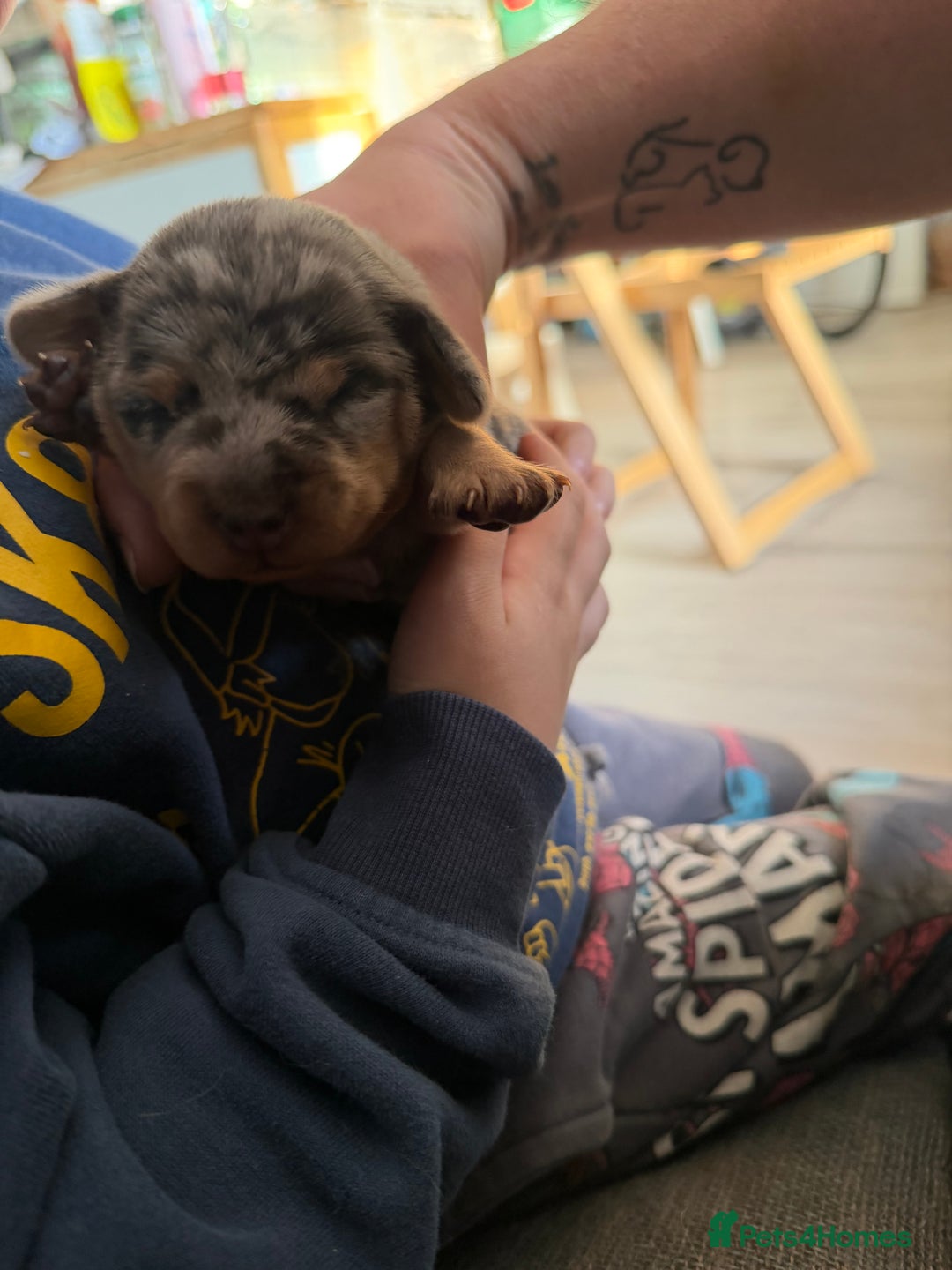 Dachshund dogs for sale: 2 beautiful girls - Image 4