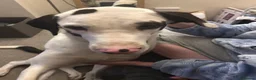 Mixed Breed dogs for sale: Athena  - Advert 5