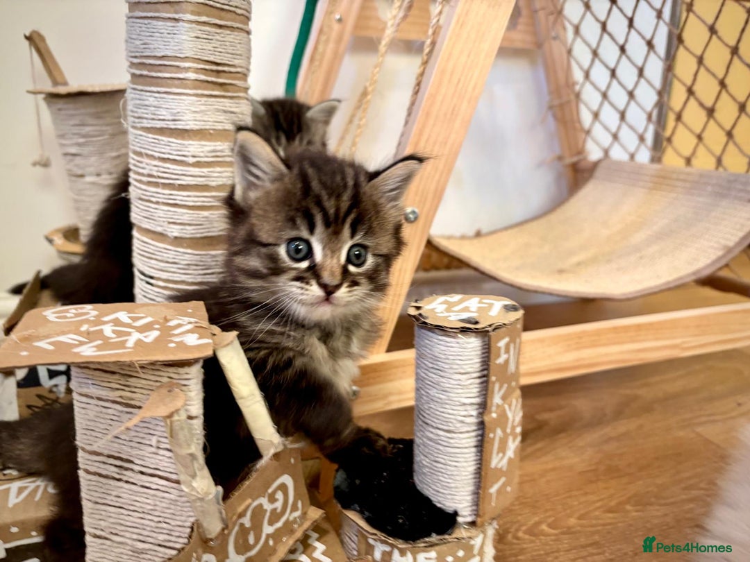 Ragcoon cats for sale: Mainecoon x Ragdoll kittens  - Advert 14