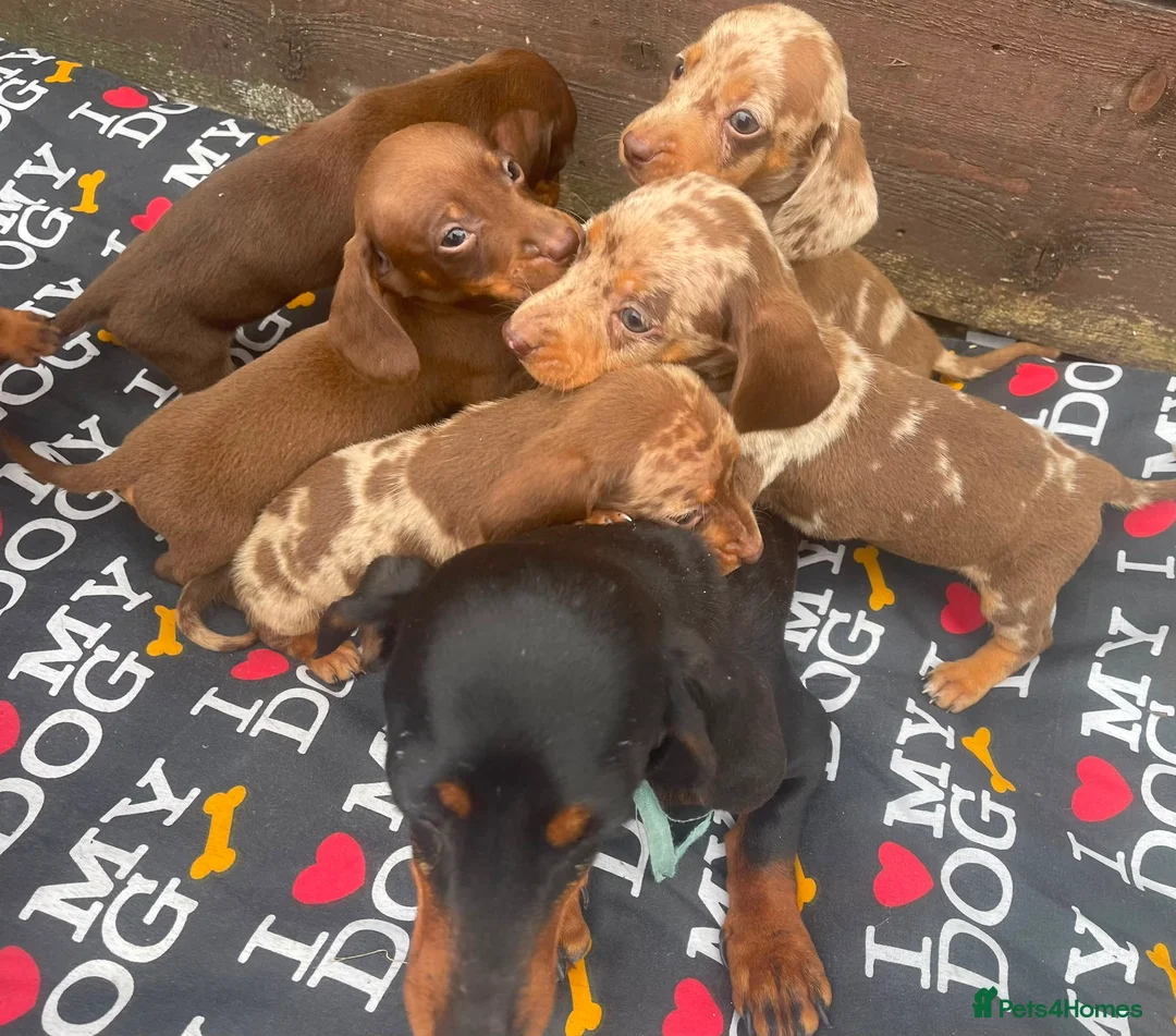 Dachshund dogs for sale: 6 wonderful dachshund puppies ready for new home  - Advert 7