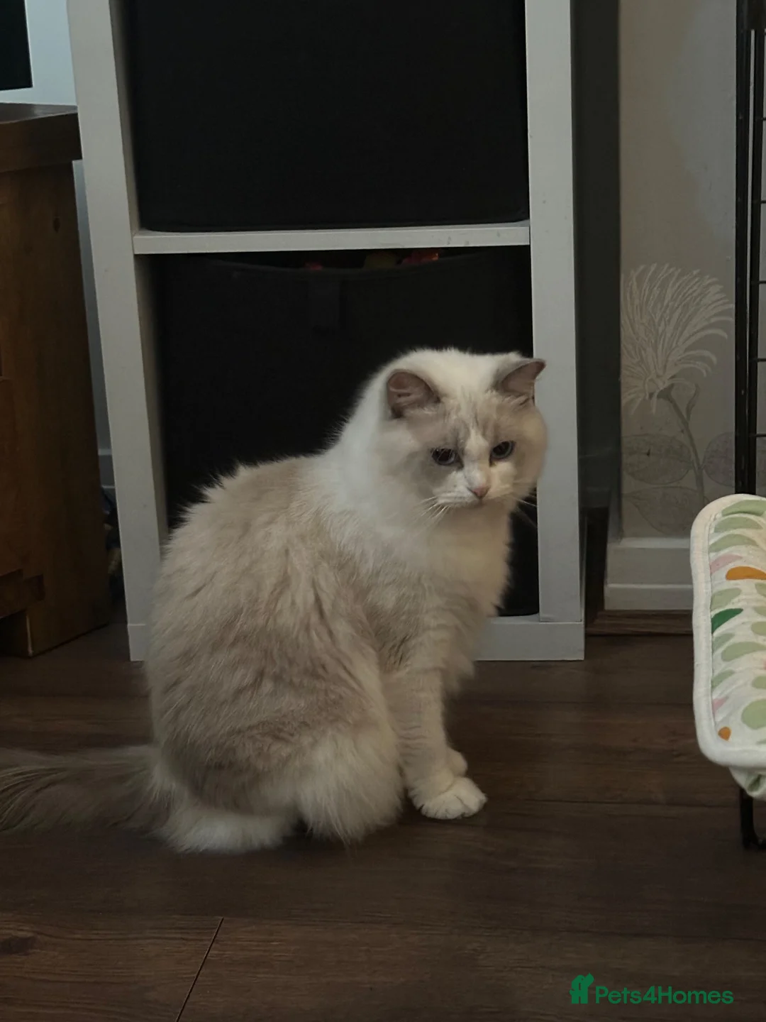Ragdoll cats for sale: Fully registered GCCF Male ragdoll kitten  - Advert 3